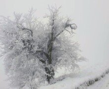 Зимна Ляскова бърчина