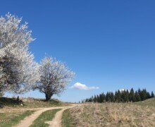 Зорнишка пролет